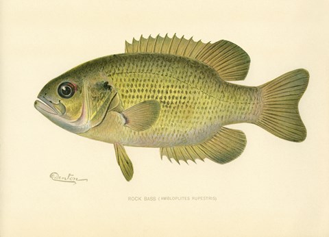 Framed Rock Bass Print