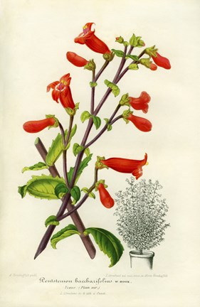 Framed Rock penstemon, Cut-Leaf Penstemon Print