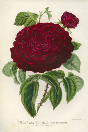 Framed Rose Victor Trouillard Print