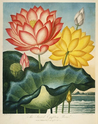 Framed Sacred Egyptian Bean Print