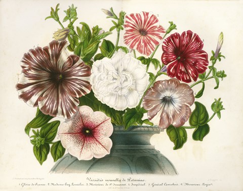 Framed Varietes Nouvelles de Petunias Print