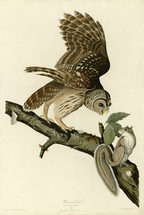 Framed Barred Owl Print