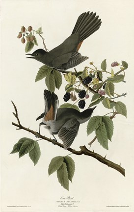 Framed Catbird Print