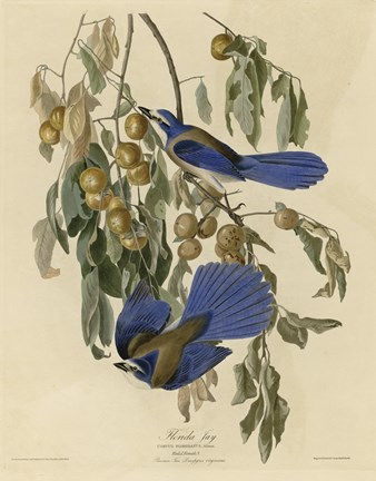 Framed Florida Jay Print