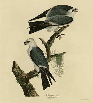 Framed Mississippi Kite Print