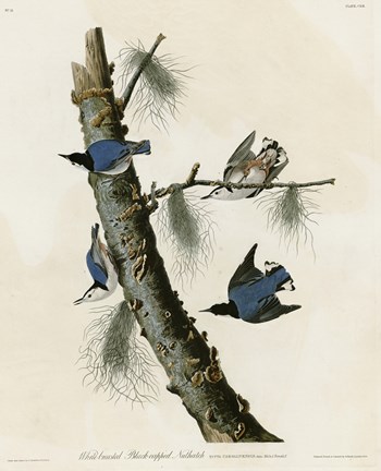 Framed Whitebreasted Black Capped Nuthatch Print