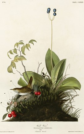 Framed Wood Wren Print