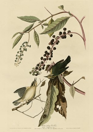 Framed Worm Eating Warbler Print