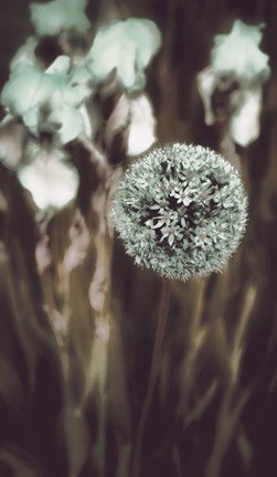 Framed Allium Mint Print