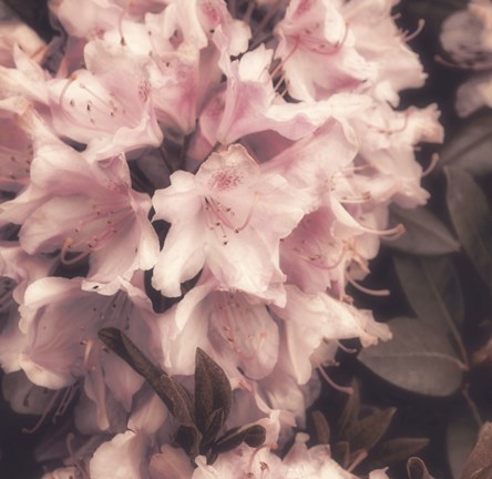 Framed Antique Pink Print