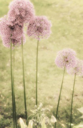 Framed Forgotten Summer Print