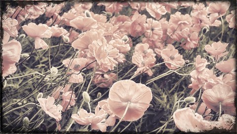 Framed Ginger Poppies Print