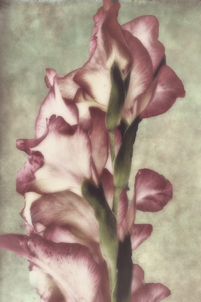 Framed Gladiola Print