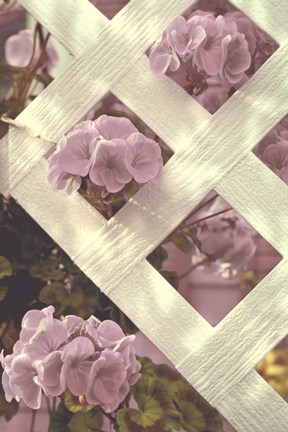 Framed Lattice Print