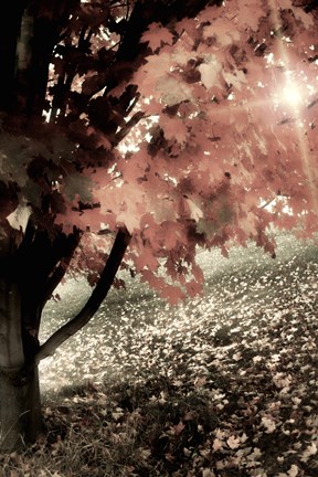 Framed October Ginger Print