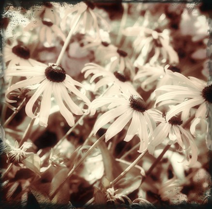 Framed To the Sun Print