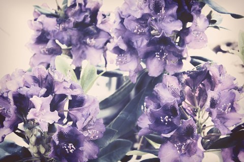 Framed Violet Remembers Print