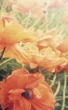 Framed Yesterdays Poppies Print