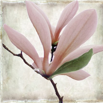 Framed Petal Purity III Print