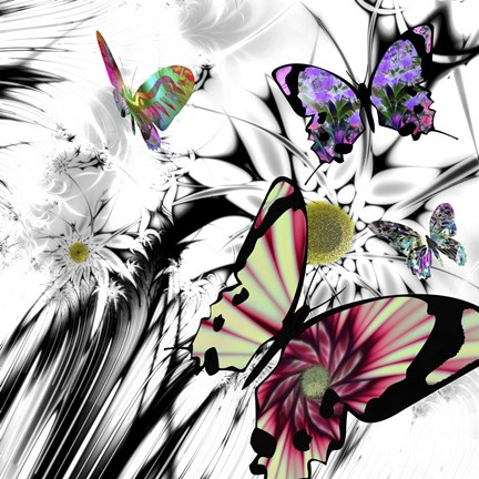 Framed Black and White Daisies Print