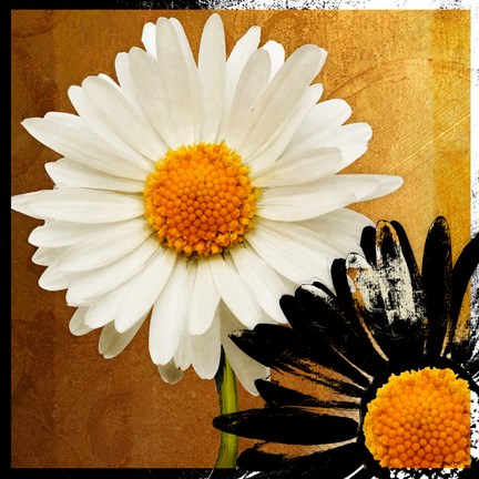 Framed Eclipse Print