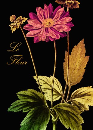 Framed Anemone Japonica Print