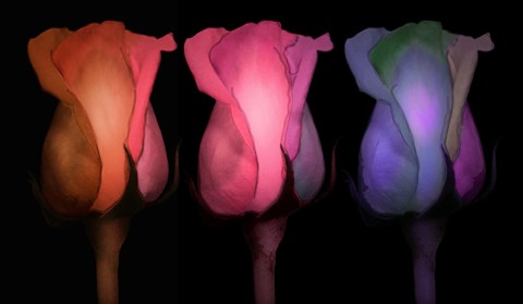 Framed Times Three Print