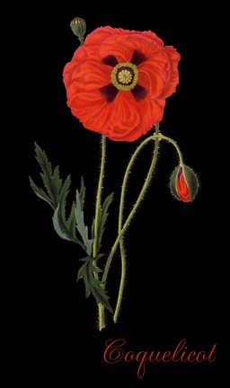 Framed Coquelicot Print