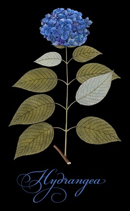 Framed Hydrangea Print