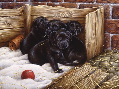 Framed Black Lab Puppies Print