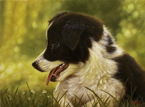 Framed Border Collie Pup 2 Print