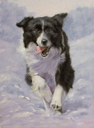 Framed Border Collie 3 Print