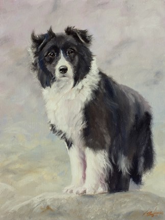 Framed Border Collie 4 Print