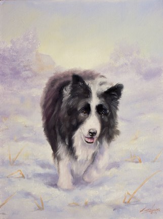 Framed Border Collie 6 Print