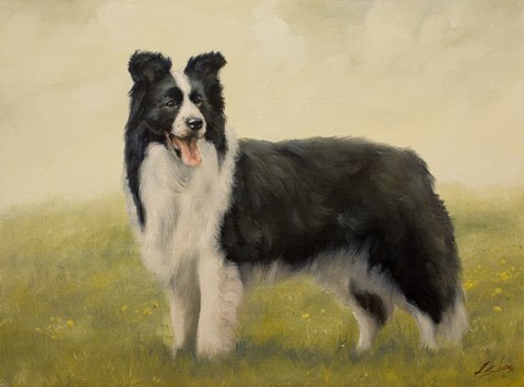 Framed Border Collie 7 Print