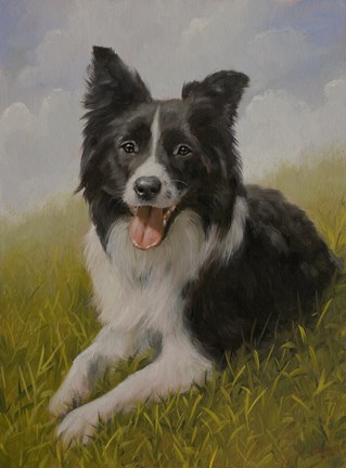 Framed Border Collie 8 Print
