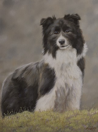 Framed Border Collie 10 Print