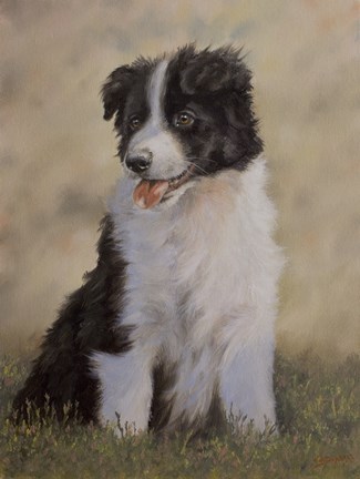 Framed Border Collie 12 Print