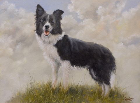 Framed Border Collie 13 Print