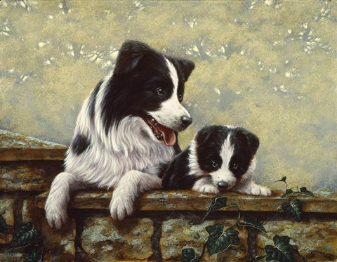Framed Border Collie 15 Print