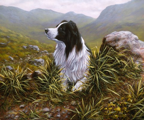 Framed Border Collie 16 Print