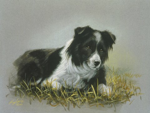 Framed Border Collie 18 Print