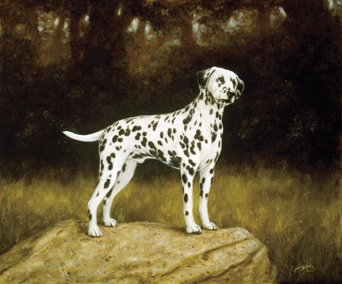 Framed Dalmatian 2 Print