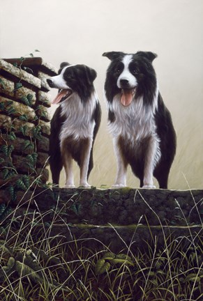 Framed Border Collie 19 Print