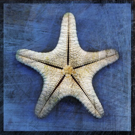 Framed Armored Starfish Underside Print