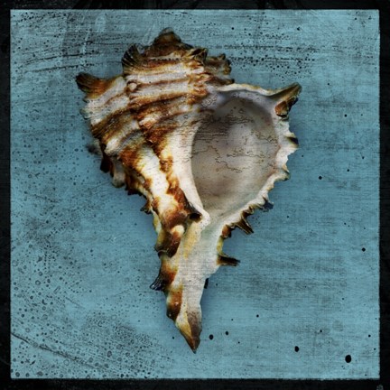 Framed Horned Whelk Print