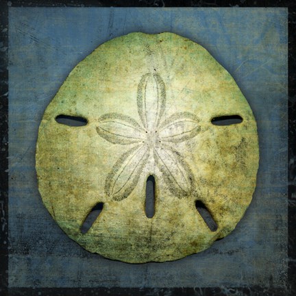 Framed Sand Dollar Print
