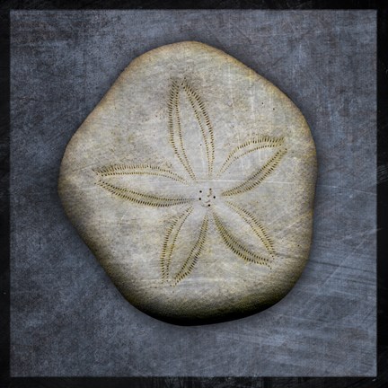 Framed Sea Biscuit Print