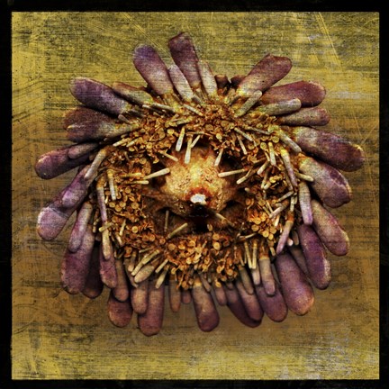 Framed Sea Urchin 2 Print