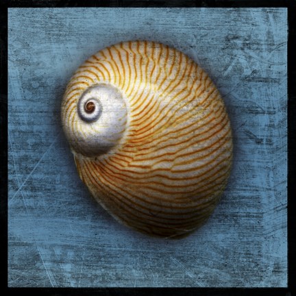 Framed Shark Eye 2 Print